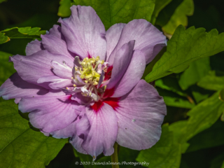 Dean Salman Flower Photography