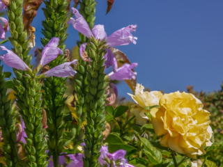 Dean Salman Flower Photography
