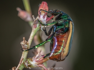 Dean Salman Beatle Photography