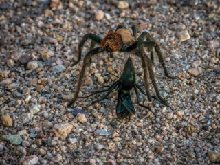 Dean Salman Wasp Photography