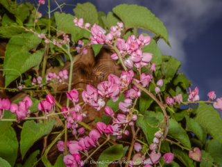 Dean Salman Flower Photography