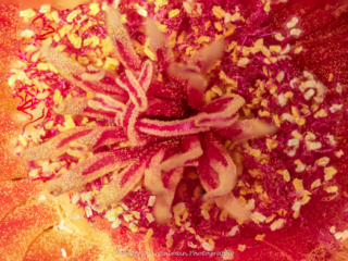 Dean Salman Macro Photography