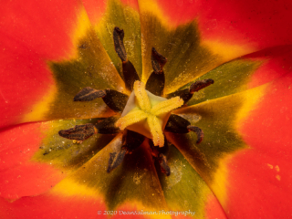 Dean Salman Macro Photography