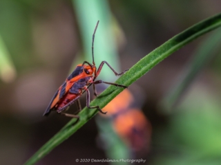 Dean Salman Beatle Photography