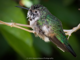 Dean Salman Hummingbird Photography