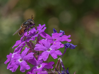 Dean Salman Insects Photography