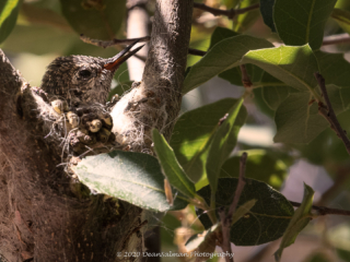 Dean Salman Hummingbird Photography