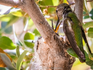 Dean Salman Hummingbird Photography