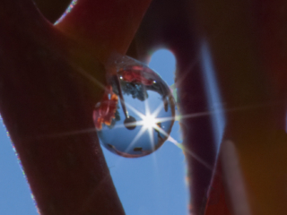 Dean Salman Macro Photography