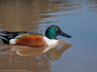 Northern Shoveler