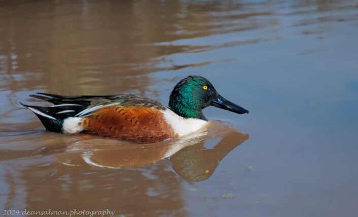 Northern Shoveler