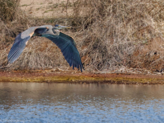 Blue Herion Silverbell Lake Tucson