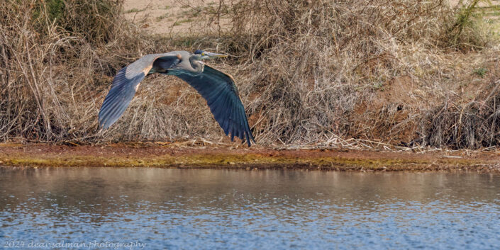 Blue Herion Silverbell Lake Tucson