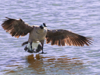 Canada Goose landing in the water.