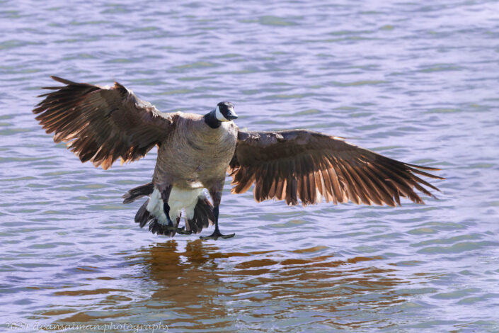 Canada Goose landing in the water.