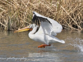 American White Pelican Takeoff