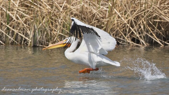American White Pelican Takeoff