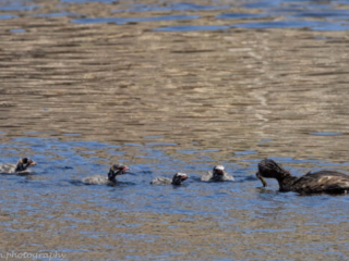Pied-billed Ducks