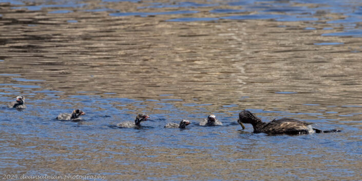 Pied-billed Ducks