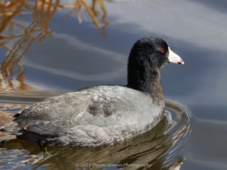 American Coot Roper Lake State Park