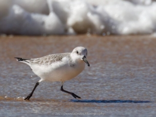Sand Piper Crystal Cove State Park California