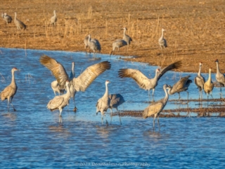 Sandhill Crane Whitewater National Wildlife Refuge