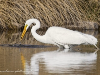 Great White Egret small catch