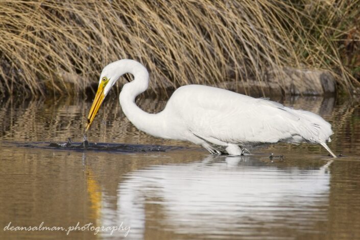 Great White Egret small catch
