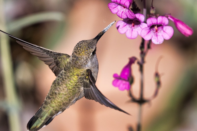 Hummingbird Photography